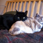 basil-missy-4