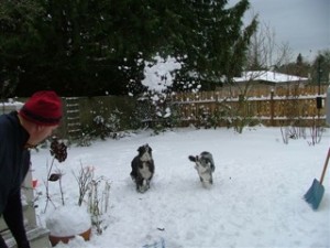 dogs-in-snow2
