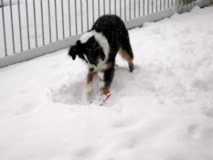 Dexter playing in the snow