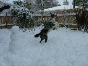 dogs-in-snow4