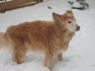 Jake in the snow