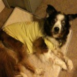 Oneof my patients, Luna wearing a T shirt