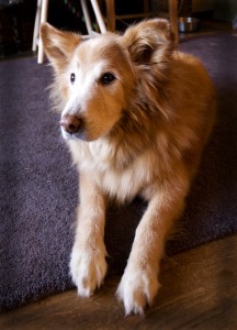 An old retriever dog with a white face sitting on the carpet