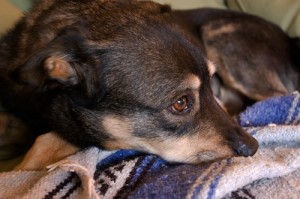 melsmall2 Photo of a dog receiving acupuncture for cancer treatment