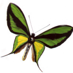 kob_butterfly_logo_med_transparent